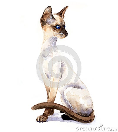 Watercolor portrait of a graceful cat. Siamese cat Stock Photo