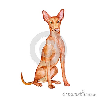 Watercolor portrait of Maltese Pharaoh Hound dog on white background. Hand drawn detailed sweet home pet Stock Photo