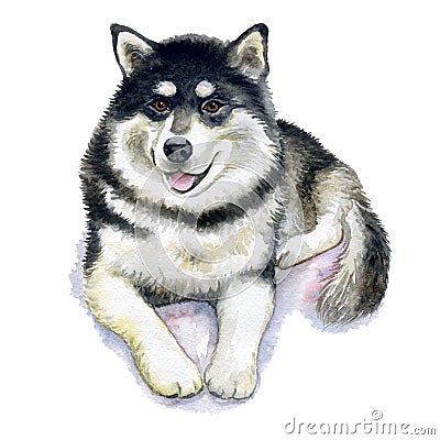 Alaskan Malamute isolated on white background. Portrait of a northern dog. Watercolor Cartoon Illustration