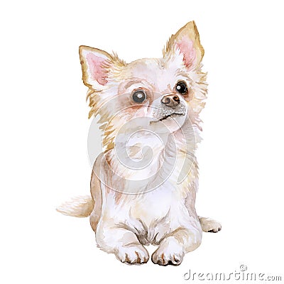 Watercolor portrait of popular Mexican breed Chihuahua dog on white background. Hand drawn sweet home pet Stock Photo