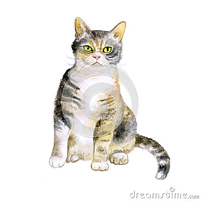 Watercolor portrait of rare exotic American wirehair cat on white background Stock Photo