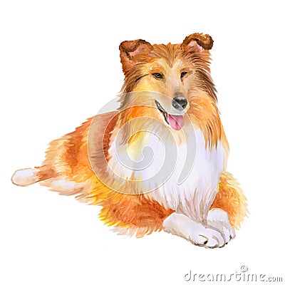 Watercolor portrait of red Collie or Sheltie, Shetland sheepdog breed dog on white background. Hand drawn pet Stock Photo