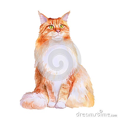 Watercolor portrait of red maine coon long hair cat on white background. Hand drawn sweet home pet Stock Photo
