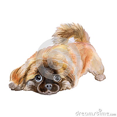 Watercolor portrait of red pekingese chinese dog, Lion Dog, Peking Lion Dog, Pelchie Dog on white background Stock Photo