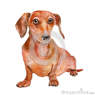 Watercolor portrait of red smooth Dachshund breed, german barger dog, on white background Stock Photo