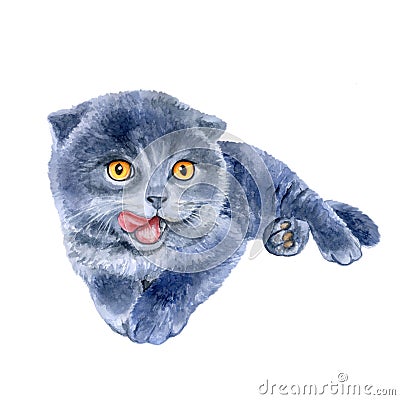 Watercolor portrait of scottish fold cute kitten lick oneself on white background. Stock Photo