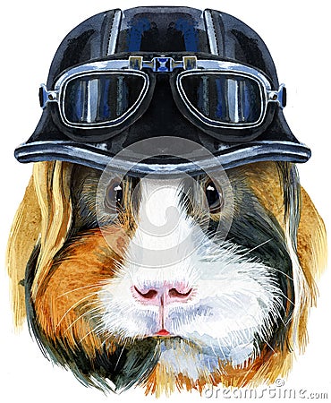 Watercolor portrait of Sheltie Guinea Pig with biker helmet on white background Cartoon Illustration