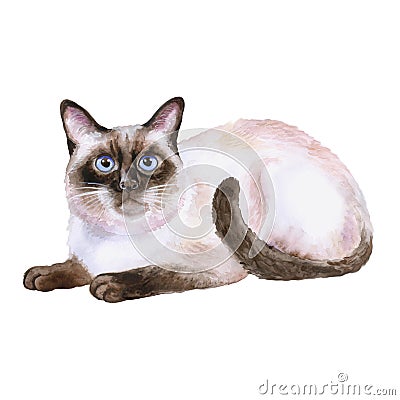 Watercolor portrait of siamese black and white short hair cat on white background. Hand drawn home pet Stock Photo