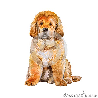 Watercolor portrait of Tibetan Mastiff breed dog on white background. Hand drawn sweet pet Stock Photo