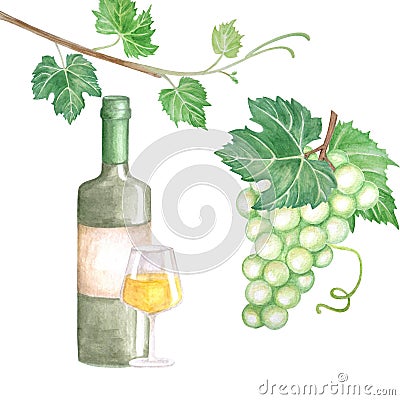 Watercolor poster of bottle of wine grapes, glass of wine and bunch of green grapes Cartoon Illustration