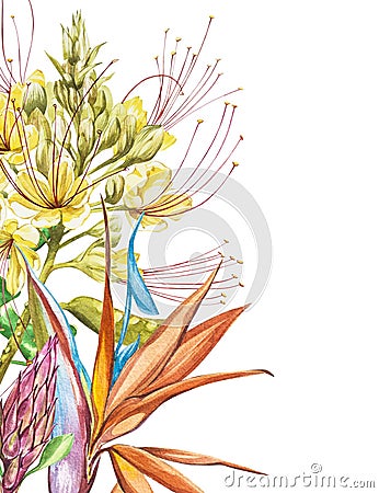 Watercolor Protea, Caesalpinia and Strelitzia flowers bouquet. Tropical decoration floral botanical illustration Cartoon Illustration