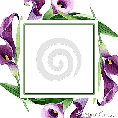 Watercolor purple callas flower. Floral botanical flower. Frame border ornament square. Stock Photo