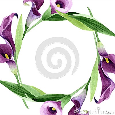 Watercolor purple callas flower. Floral botanical flower. Frame border ornament square. Stock Photo