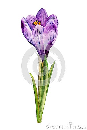 Watercolor purple crocus Stock Photo