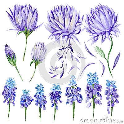 Watercolor Purple Flowers Set Cartoon Illustration