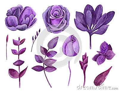 Watercolor purple flowers vector clip art. Lilac floral clipart Vector Illustration