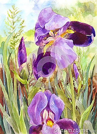 Watercolor purple irises. Beautiful watercolor vintage background Stock Photo