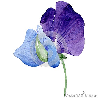 Watercolor purple sweet pea flower. Floral botanical flower. Isolated illustration element. Cartoon Illustration