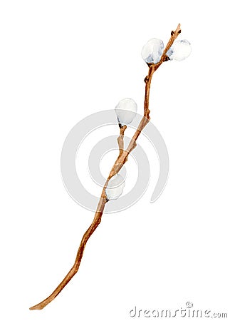 Watercolor pussy willow branch. Hand drawn wood stick isolated on white background for card, invitation. Spring Easter Stock Photo