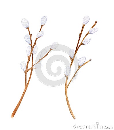 Watercolor pussy willow branches set. Hand drawn tree twigs with buds isolated on white background. Illustration for Stock Photo