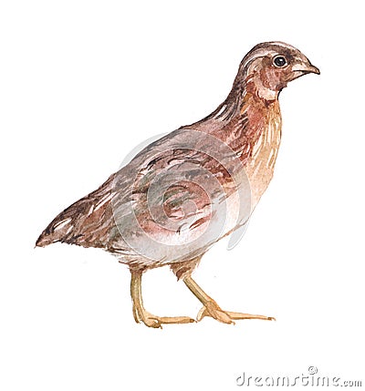 Watercolor quail bird animal Cartoon Illustration