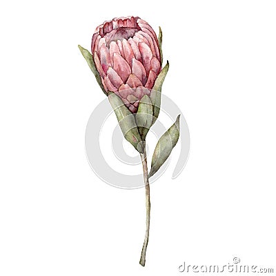 Watercolor Queen protea. Hand painted tropical card with exotic pink flower and leaves isolated on white background Cartoon Illustration