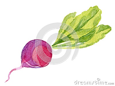 Watercolor radish Stock Photo