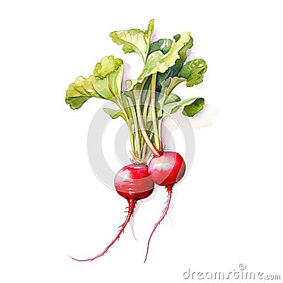 Watercolor radish isolated. Illustration AI Generative Stock Photo