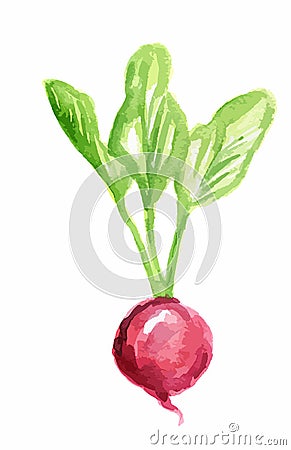 watercolor radish. Vector Illustration