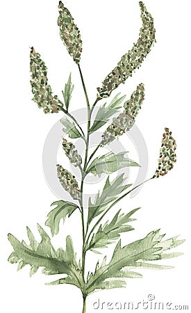 Watercolor ragweed floral illustration, wildflower clipart, meadow floral clip art Cartoon Illustration