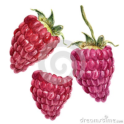 Watercolor raspberries. Hand drawn artistic illustration on white background. For design, textile and background Cartoon Illustration