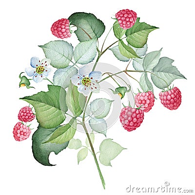 Watercolor Raspberry Branch Isolated on White Stock Photo