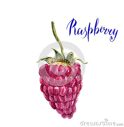 Watercolor raspberry with lettering Raspberry. Hand drawn arti Cartoon Illustration