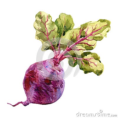 Watercolor raster illustration of beet. Cartoon Illustration