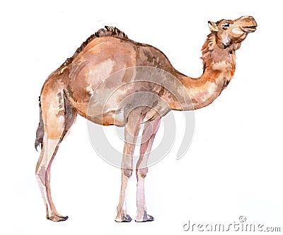 Watercolor realistic camel desert animal isolated Cartoon Illustration