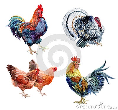 Watercolor realistic chicken, cock, rooster and turkey birds isolated Stock Photo