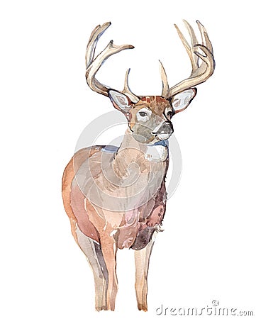 Watercolor realistic deer forest animal isolated Cartoon Illustration