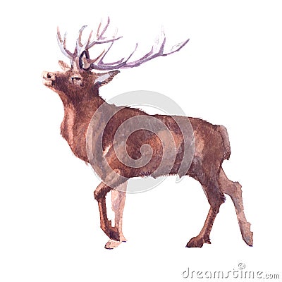 Watercolor realistic deer forest animal isolated Cartoon Illustration