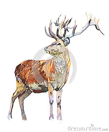 Watercolor realistic deer forest animal isolated on a white background Cartoon Illustration