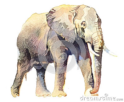 Watercolor realistic elephant tropical animal isolated on a white background. Cartoon Illustration