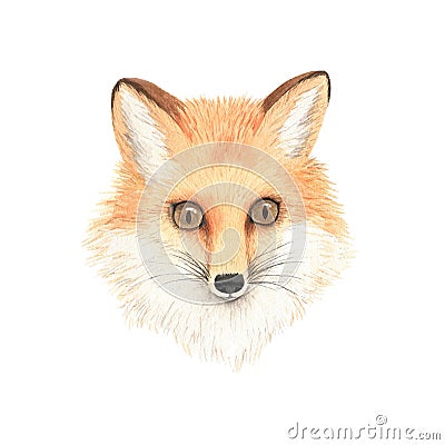 Watercolor realistic forest fox portrait Cartoon Illustration