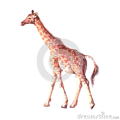 Watercolor realistic giraffe tropical animal Cartoon Illustration