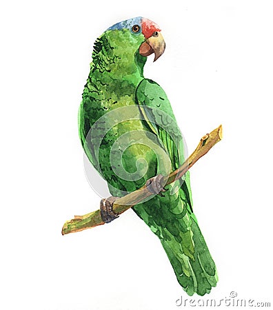 Watercolor realistic green parrot tropical bird animal isolated Cartoon Illustration