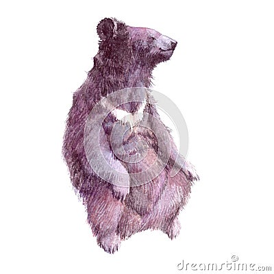 Watercolor realistic Grizzly bear forest animal Cartoon Illustration