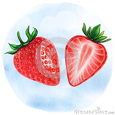 Watercolor realistic half strawberries illustration Vector Illustration