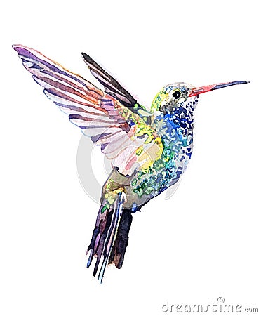 Watercolor realistic hummingbird, colibri tropical bird animal isolated Cartoon Illustration