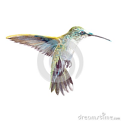 Watercolor realistic hummingbird, colibri tropical bird Cartoon Illustration