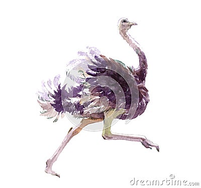 Watercolor realistic ostrich animal isolated Cartoon Illustration