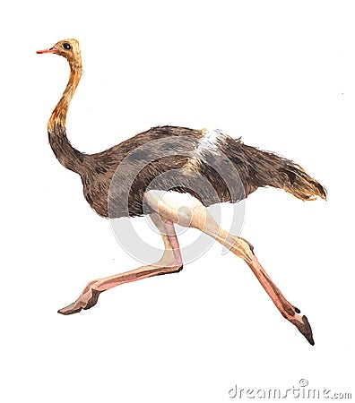 Watercolor realistic ostrich animal isolated Cartoon Illustration