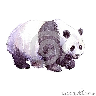 Watercolor realistic panda animal isolated Cartoon Illustration